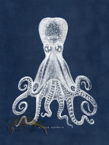 Octopus Blue 15